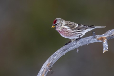 Common Redpoll