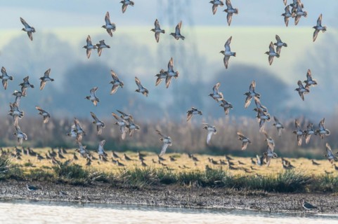 Grey Plover