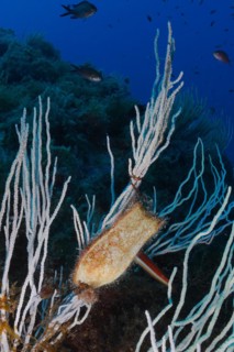 Egg capsule of Spotted Catshark