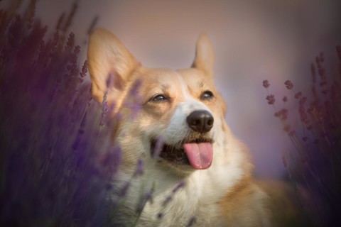 Welsh Corgi Pembroke dog beautifully posing on a lavender field between paths. Lavender field in Poland