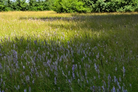 Spotted moorland spotted orchid