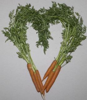 Carrot