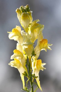 True toadflax