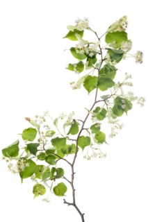 Small-leaved lime