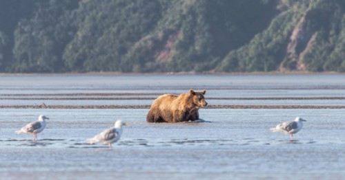Brown bear