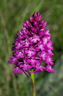 Pyramid orchis inflorescence with red open flowers