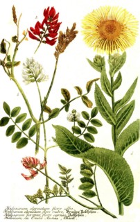 Botany