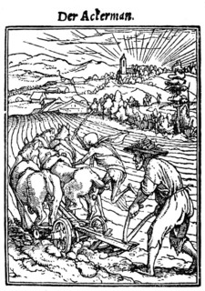 Der Ackerman