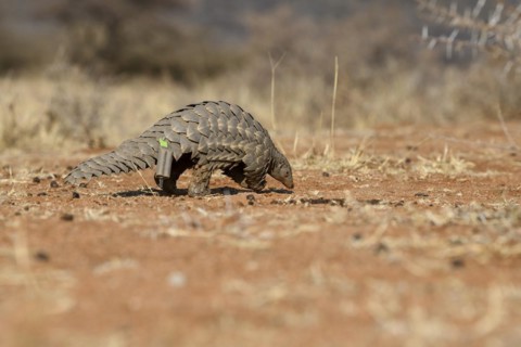 Ground pangolin