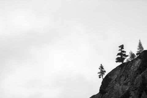 Single trees on rocky ridge in backlight