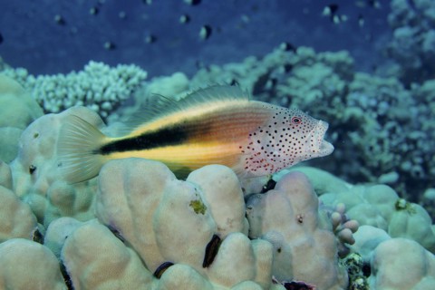 Black-sided hawkfish