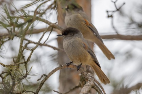 Siberian jay