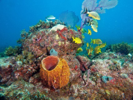 Giant barrel sponge