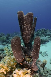 Erect finger sponge