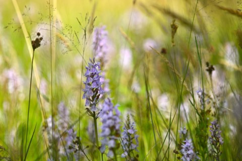 Spotted moorland spotted orchid