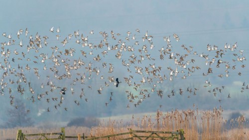 Grey Plover