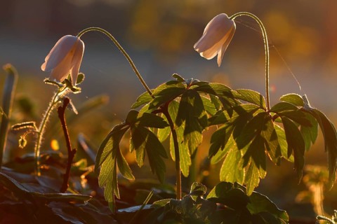 Wood anemone