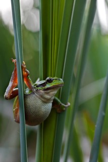 European tree frog