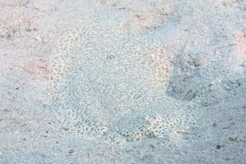 Well camouflaged finless sole