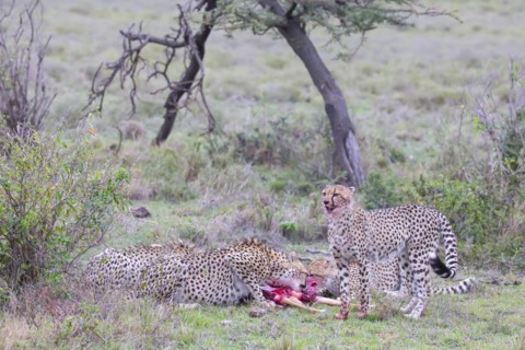 Cheetah