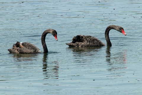 Mourning Swan