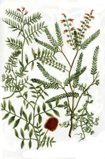 Botany