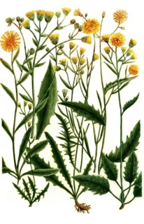 Botany