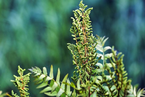 Royal fern