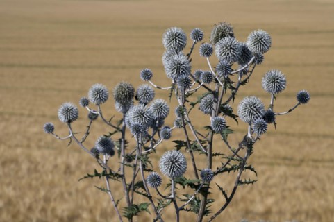 Great globe thistle