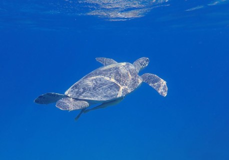 Green turtle