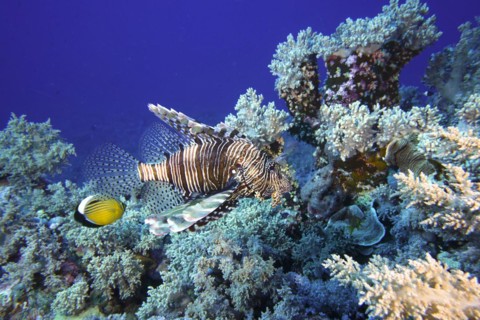Common lionfish