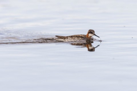 Red-necked phalarope