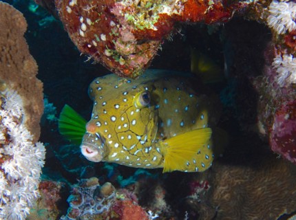 Portrait of yellow boxfish