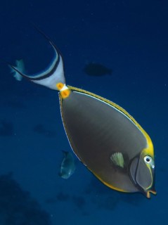 Indian yellow blade nose doctor