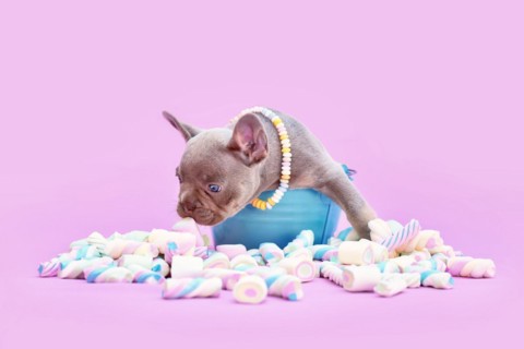French Bulldog dog puppy on bucket sniffing marshmallow sweets on pink background
