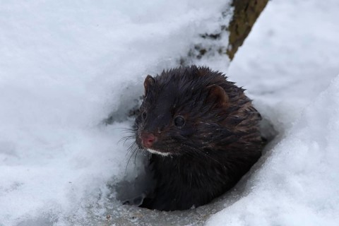 American mink