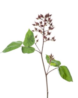 Japanese wineberry