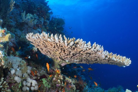 Pharaoh antler coral