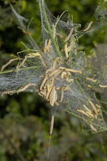 Weeping cherry moth several caterpillars in a common web