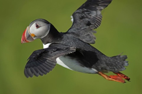 Puffin