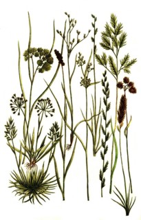 Botany