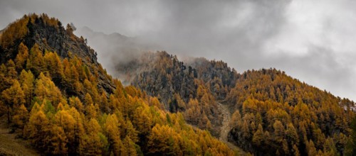 Autumn larch