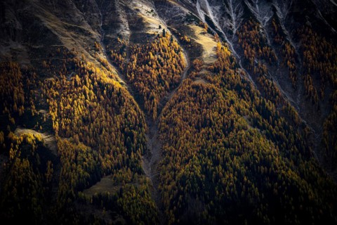 Autumn larch