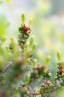 Black crowberry