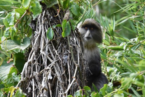 Allens swamp monkey
