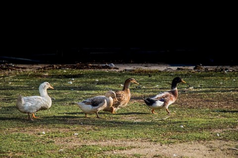 Domestic ducks walking in their field