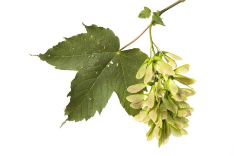 Maple