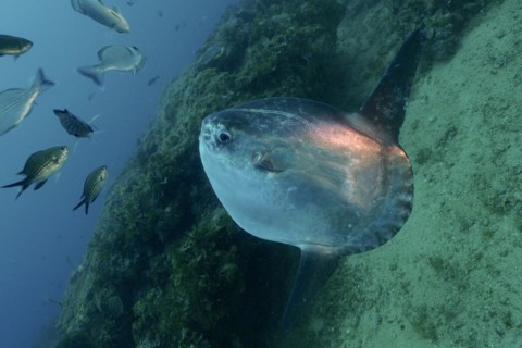 Ocean sunfish