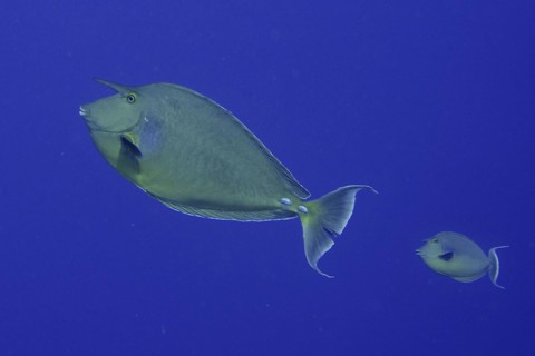 Bluespine unicornfish