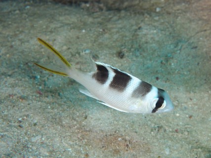 Humpnose big-eye bream